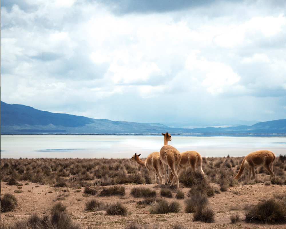 Across the altiplano